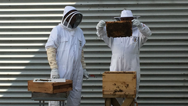 Bee keeping at Xscape Yorkshire